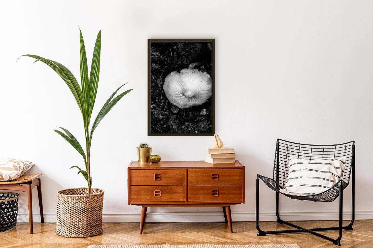 Montana Ranch Shroom: Prairie Path Fungus Reproduction