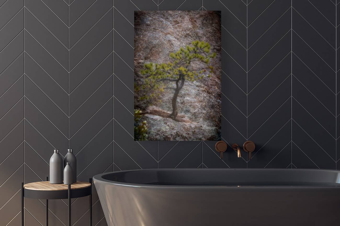 Solitary Pine on Granite: A Snapshot of Sylvan Lakes Tranquility Reproduction