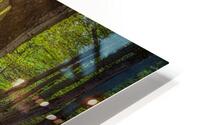 Moss Kissed Canopy Light HD Metal print