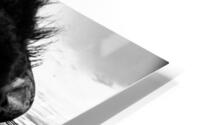 Hello! HD Metal print