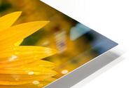 Corner Sunflower: A Radiant Touch of Natures Beauty HD Metal print