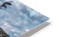 Anniversary Serenity: Discovering a Seagull Ballet and Gulf Views in Key West HD Metal print