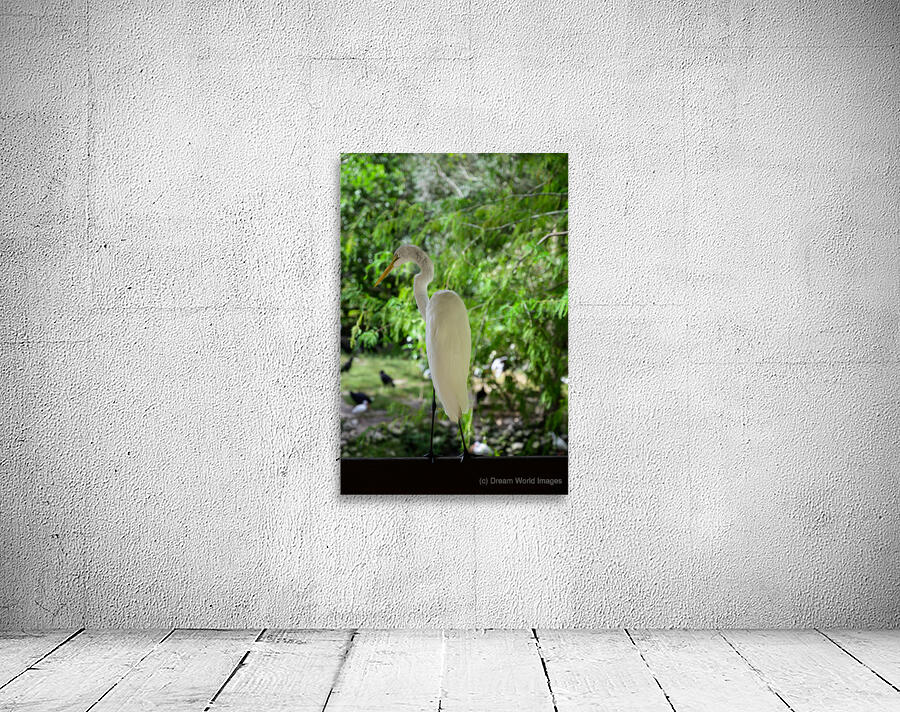 Winged Wonders: A Birdwatchers Delight in Florida Wall Preview