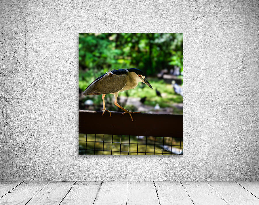 Flight of Discovery: Birdwatching Adventures in Homosassa Wall Preview