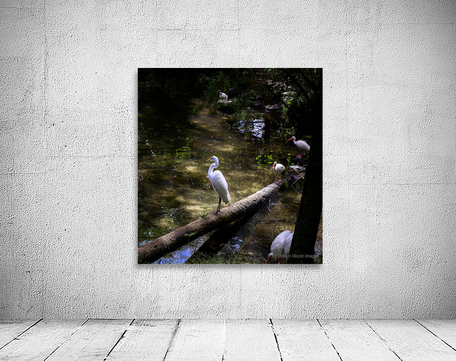 Avian Oasis: A Day Among Floridas Birds Wall Preview