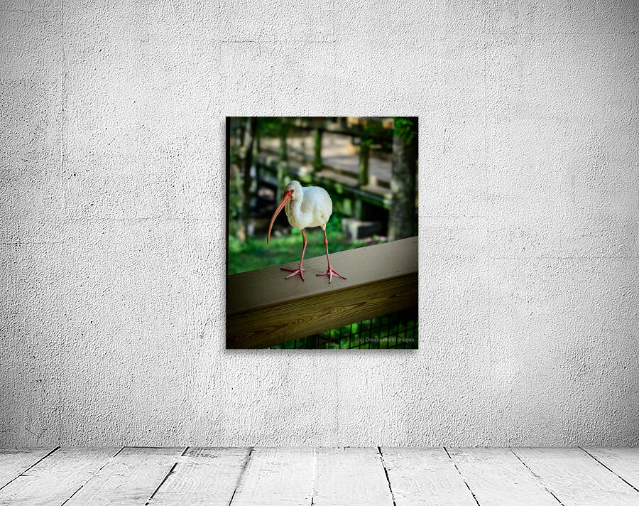 Symphony of Wings: A Birdwatchers Tale Wall Preview