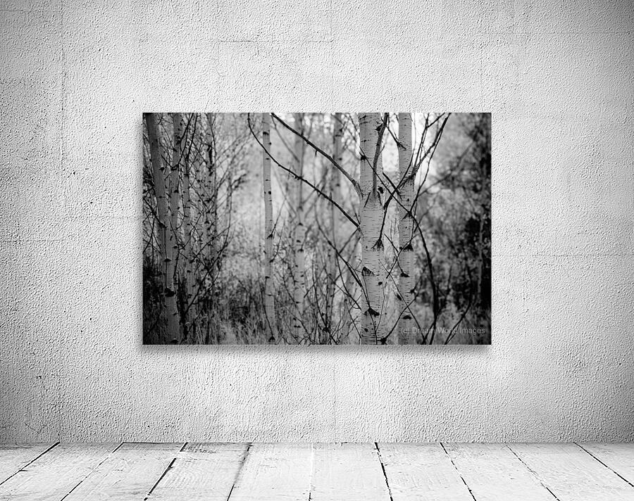 Contrasts in Woodland Quiet Wall Preview