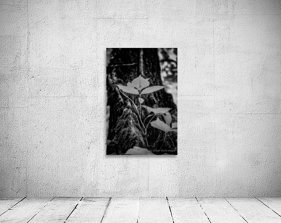 Natures Delicate Balance Wall Preview