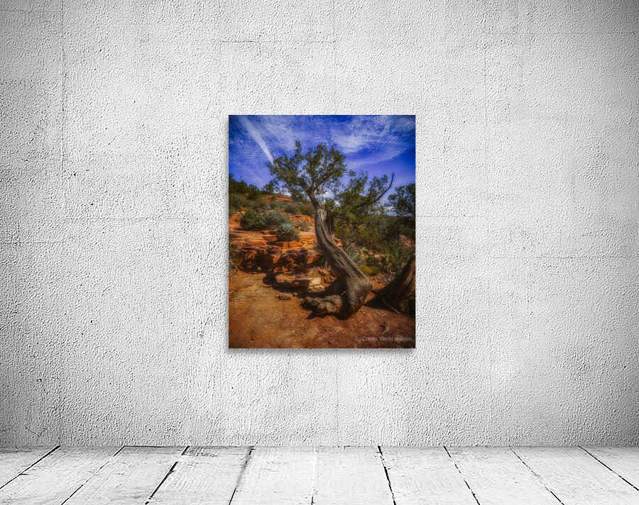 Windswept Harmony of Bark and Sky Wall Preview