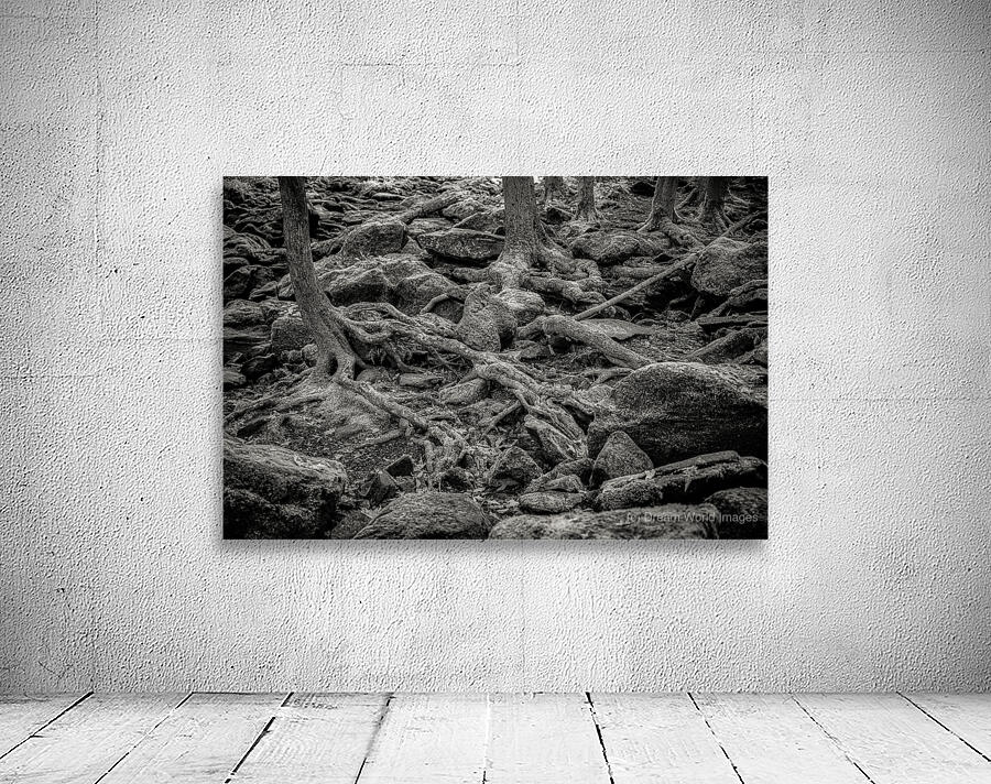 Forest Floor Labyrinth Wall Preview