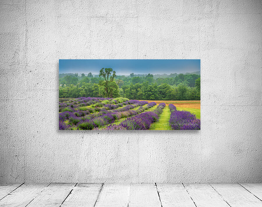 Provence Dreams in Purple and Green Wall Preview