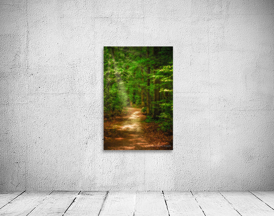 Solitary Trails: Rays on a Path at Killens Pond State Park Wall Preview