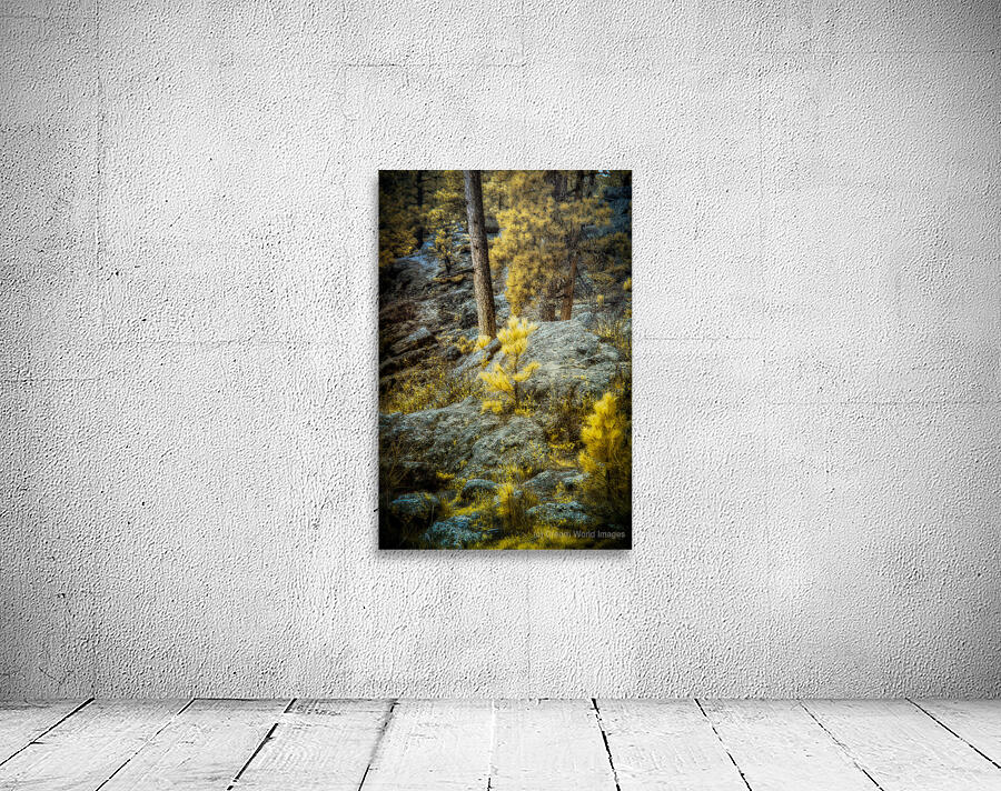 Solitude Amidst Serenity: The Lone Pine Tree by the Lake Wall Preview