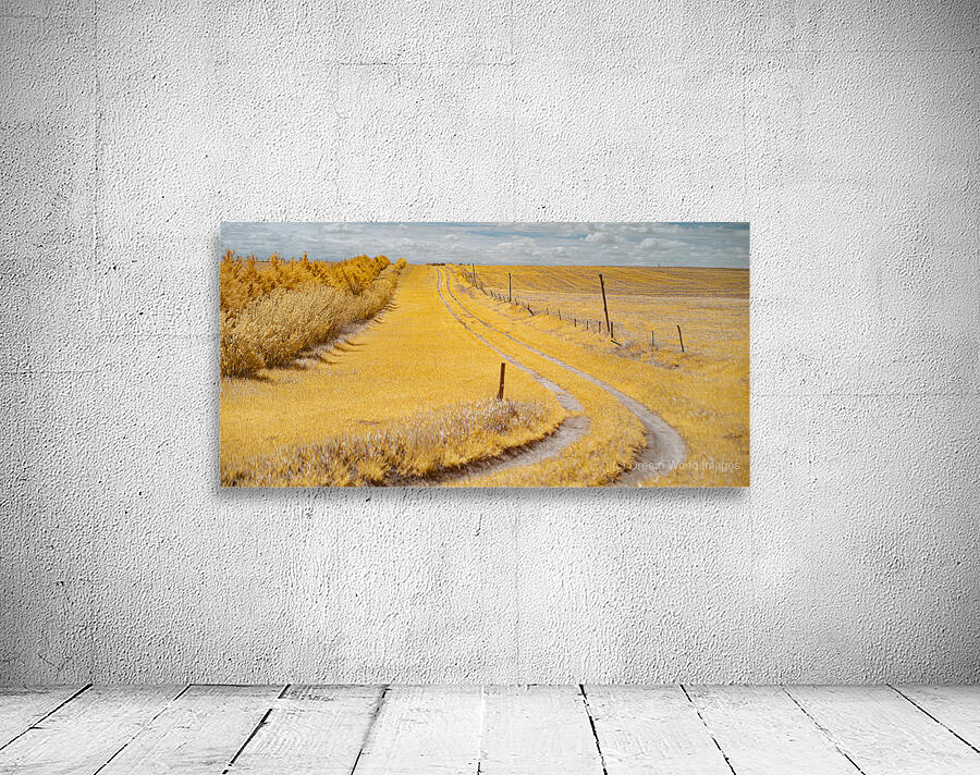 Fields of Gold Wall Preview