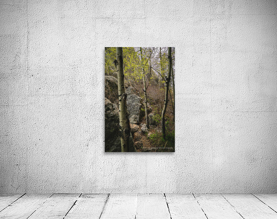 Discovering Hidden Beauty: Aspen Grove Behind the Lake Wall Preview