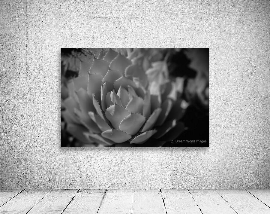 Natures Shadow Ballet Wall Preview