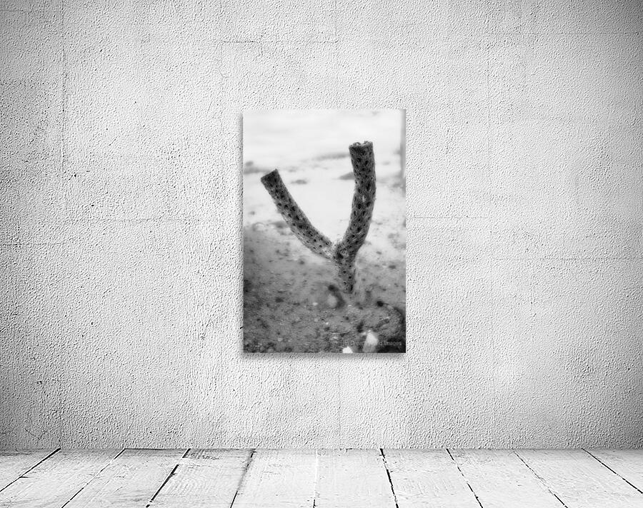 Echoes of a Prickly Past Wall Preview