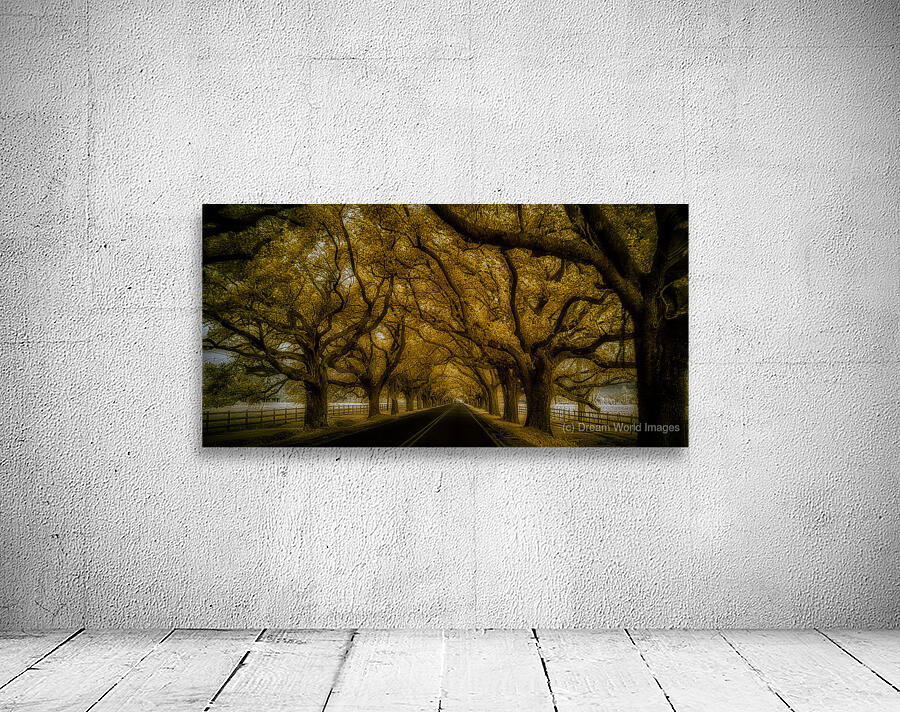 Saint Bernards Tree Road Wall Preview