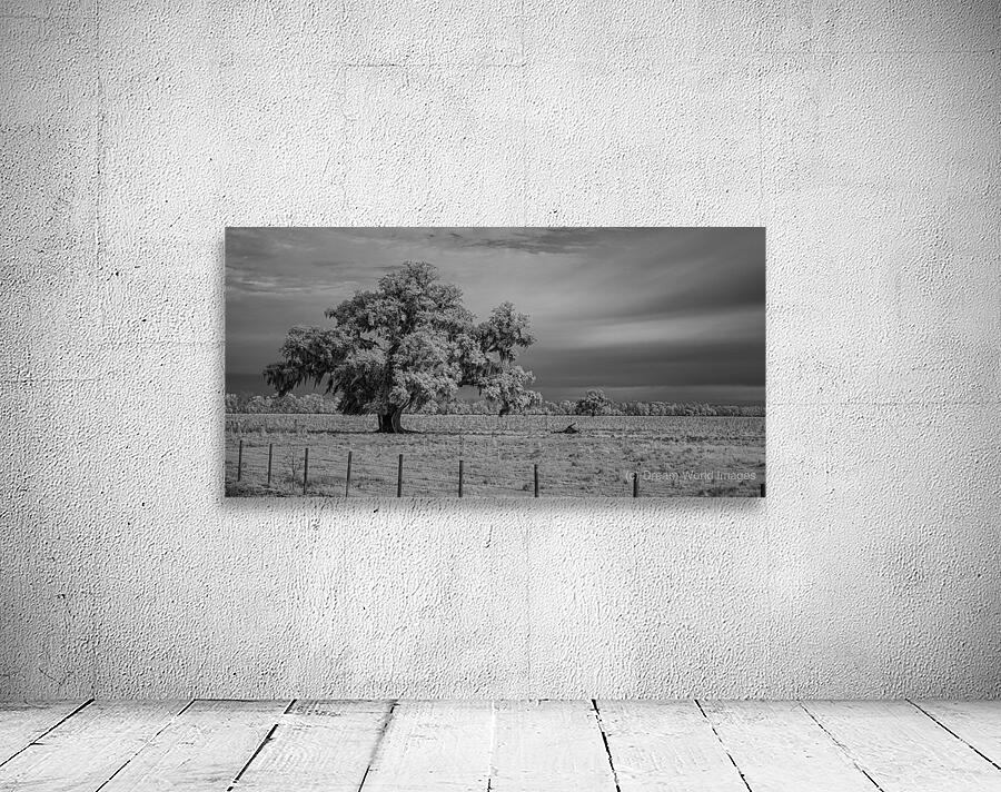 Lone Tree in Saint Bernards 1 Wall Preview