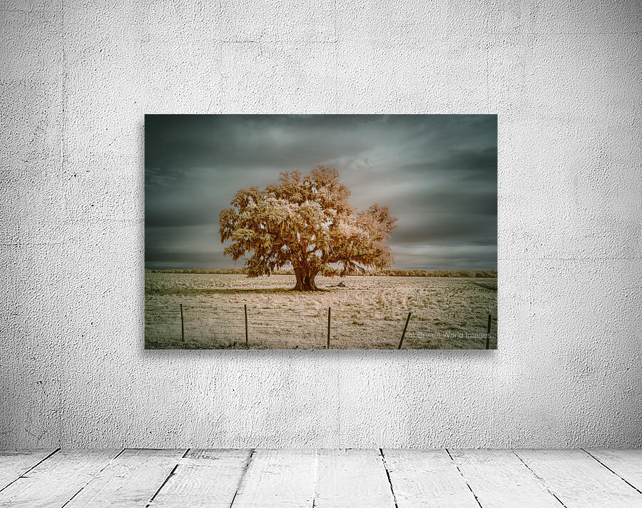 Southern Sentinel: Live Oaks Dream Wall Preview