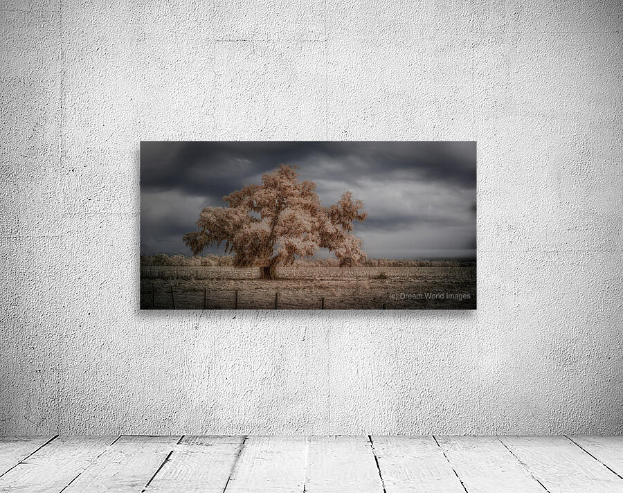 Lone Tree in Saint Bernards 2 Wall Preview