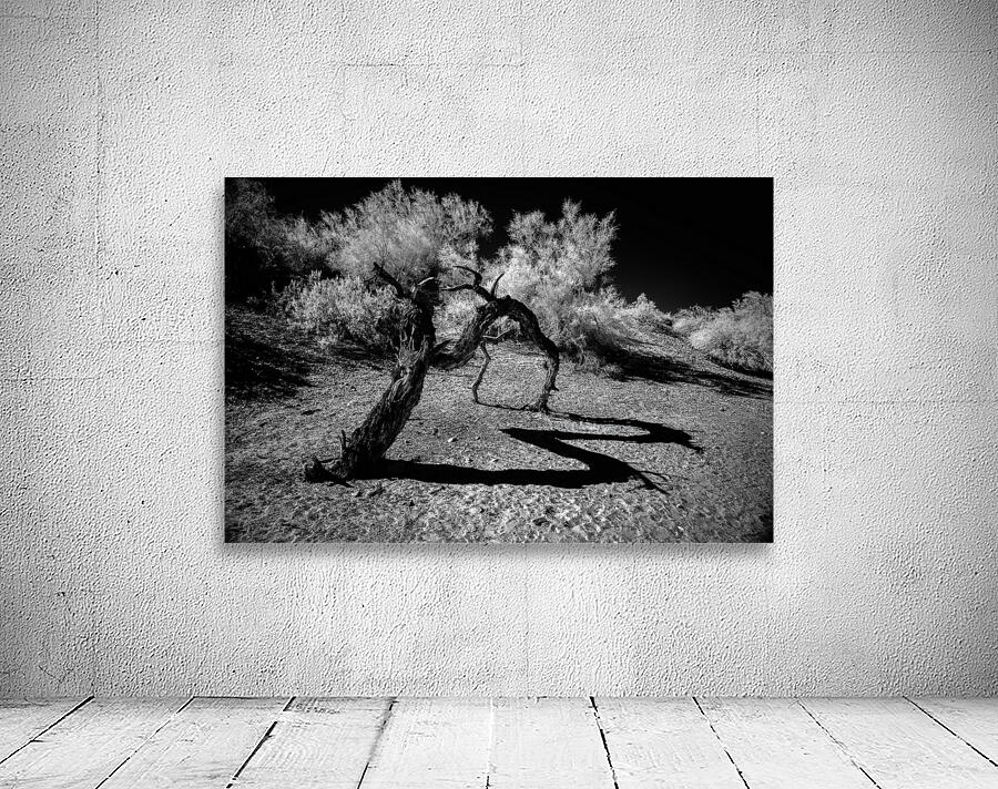 Desert Trees Shadowy Dance Wall Preview