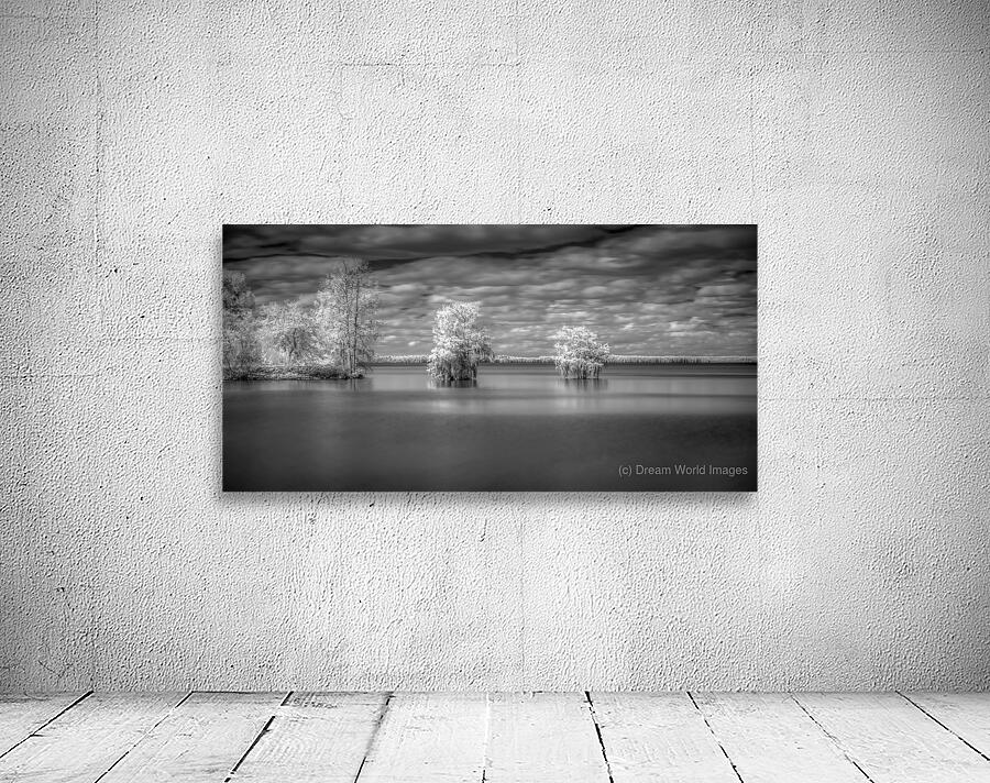 Off Shore Bald Cypress Wall Preview