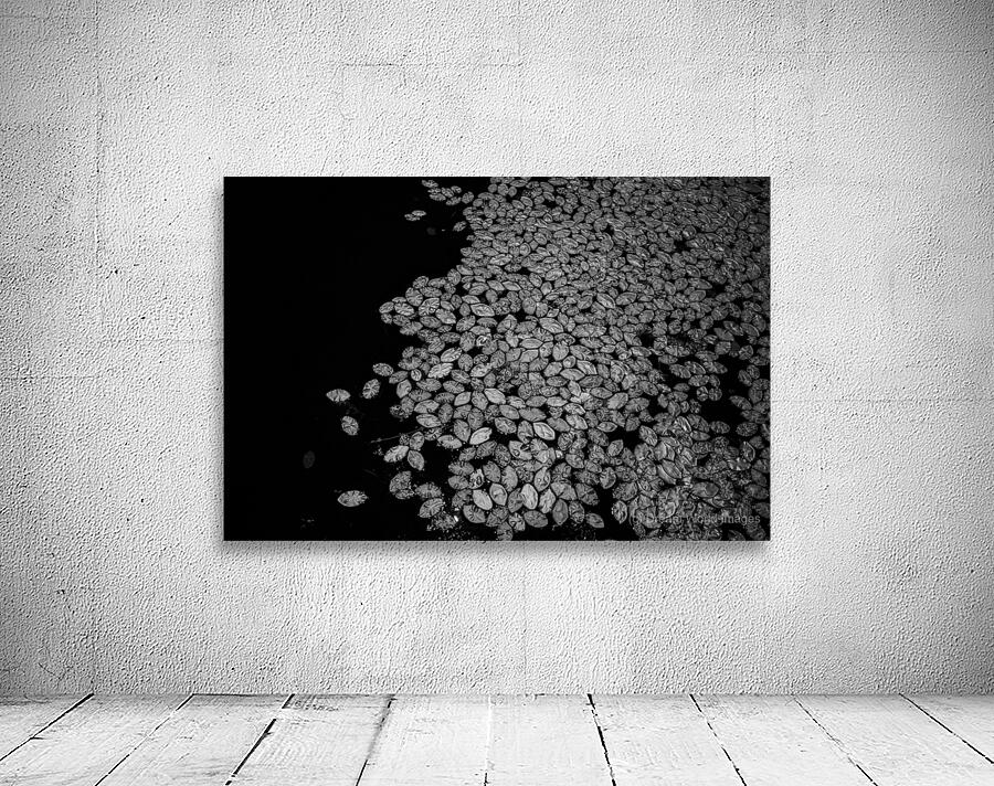 Lily Pad Dance Wall Preview