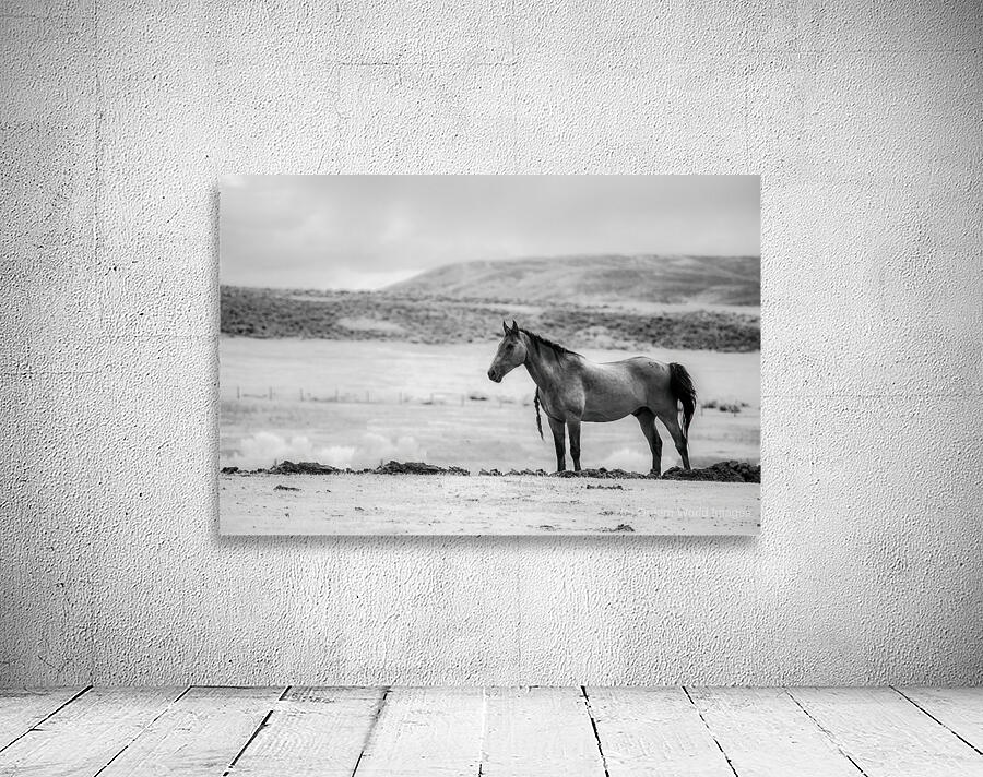 Solitary Majesty   Wind River Sentinel Wall Preview