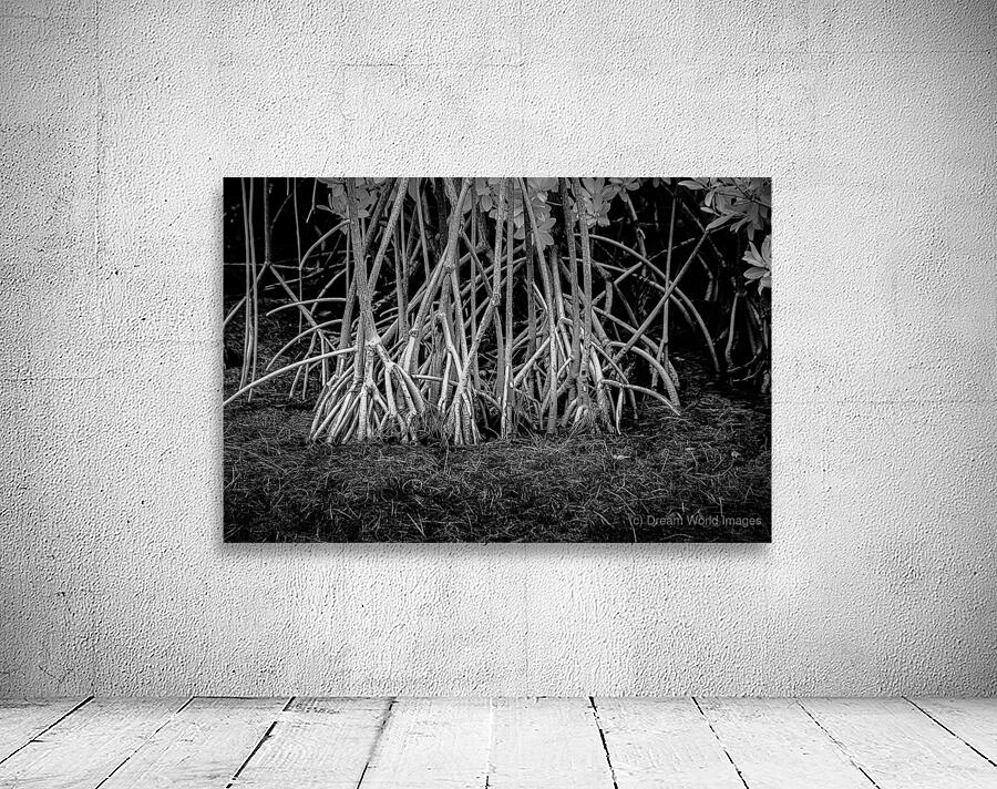 Enchanting Mangrove Tapestry: A Dance of Light and Shadows Wall Preview