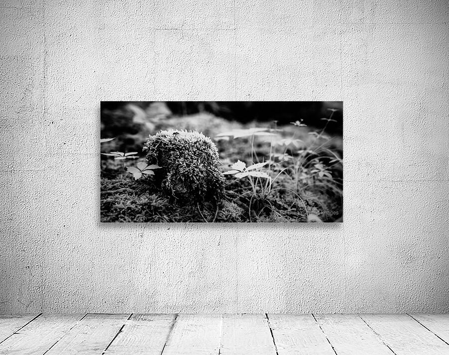 Mossy Whispers Wall Preview