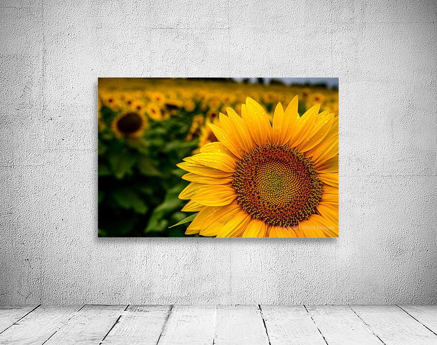 Corner Sunflower: A Radiant Touch of Natures Beauty Wall Preview