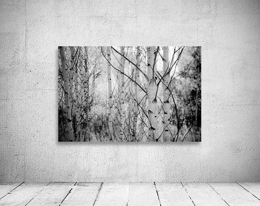 Contrasts in Woodland Quiet Wall Preview