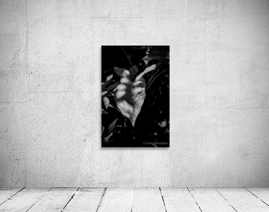 The Light That Finds Leaves Wall Preview