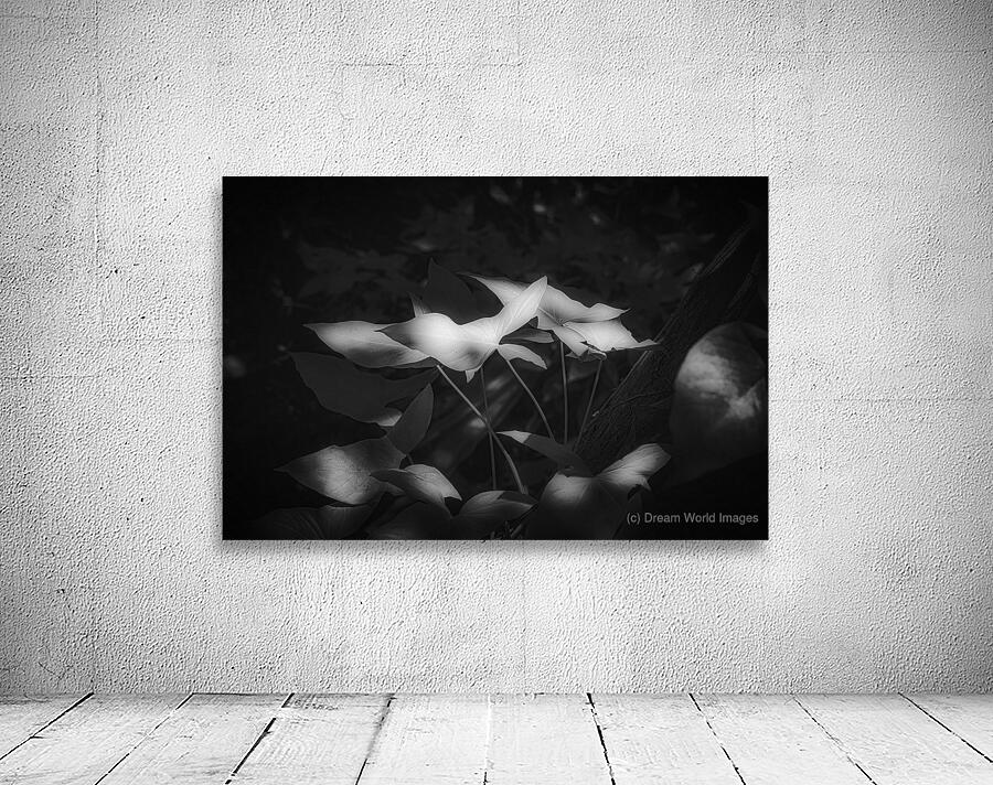 Six Petals of Quiet Fire Wall Preview