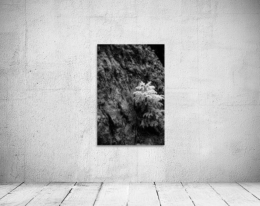 Small Pine on a Rock Wall Preview