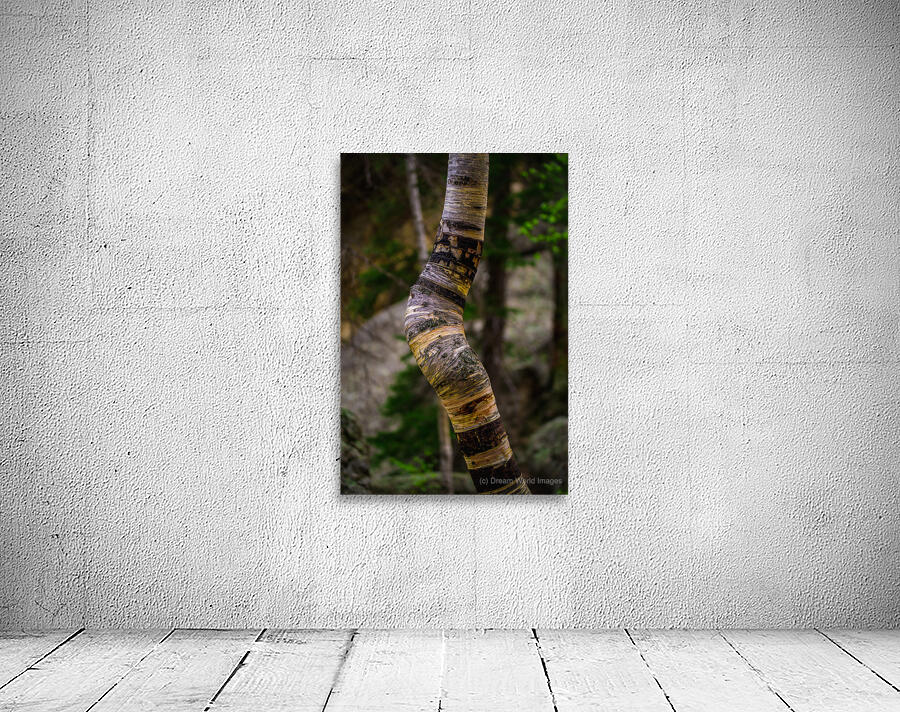 Exploring Sylvan Lake: Capturing the A Bent Aspen Wall Preview