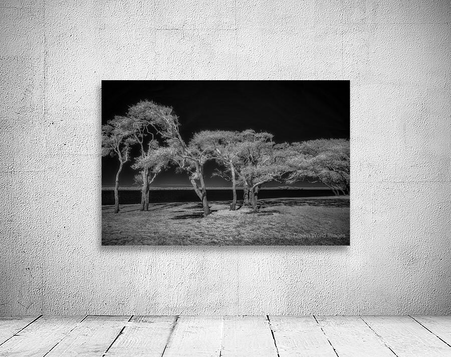 Enchanted Canopy: Exploring Gulf Shores Mystical Oaks Wall Preview