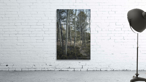 Mueller Aspen Series: Aspen Tree Trail Wall Preview