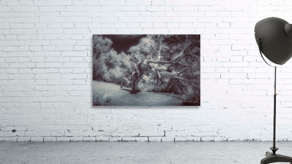 Natures Ancient Dance Wall Preview