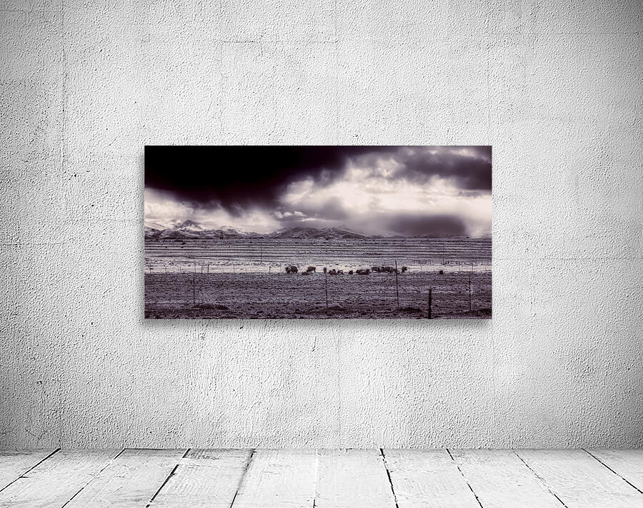 Stormy Bison Territory Wall Preview