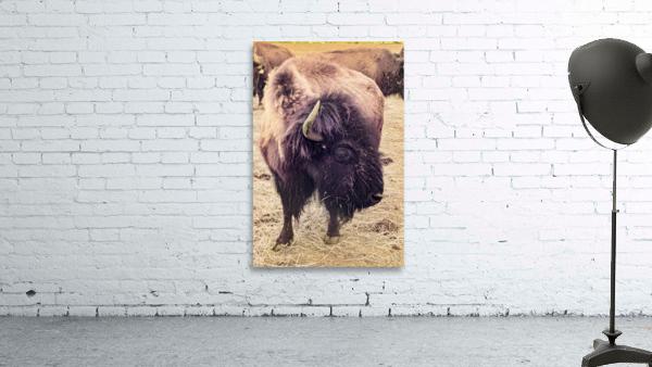 Mane of the Plains Wall Preview