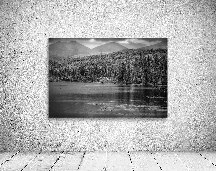 Wilderness Elegance: Moose in Rocky Mountain Park Wall Preview