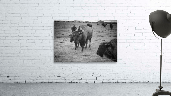 Bison Momma Wall Preview