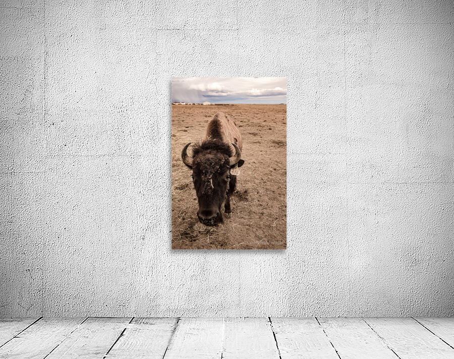 Snapshot from the Wild: Bison 316 Wall Preview