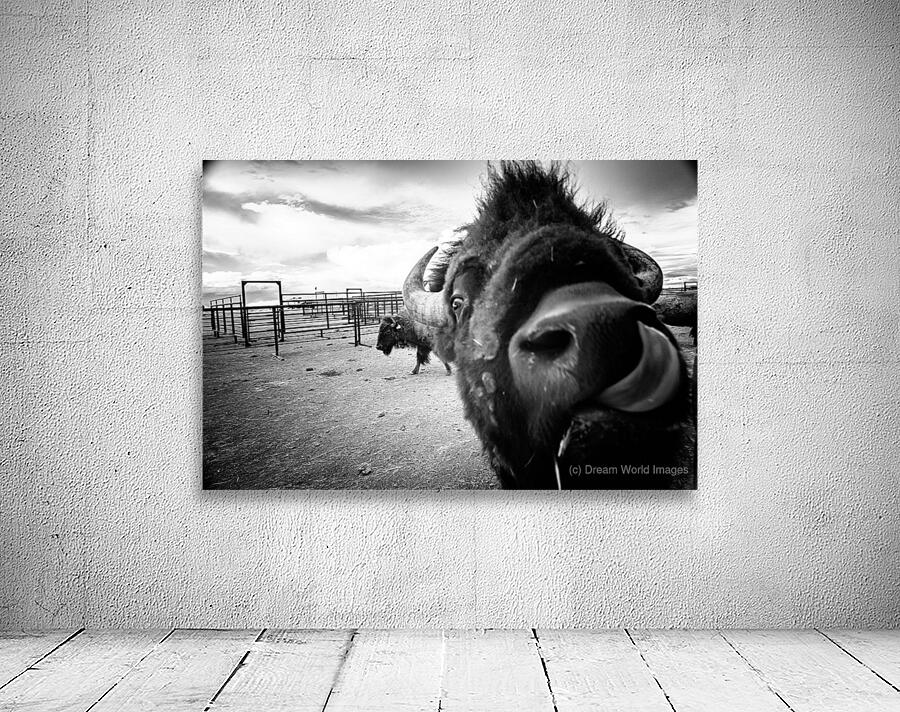 Hello: A Bison’s Surprise Greeting Wall Preview