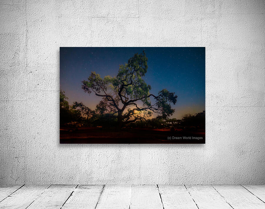 Whispers of Light: Lighting the Night Wall Preview