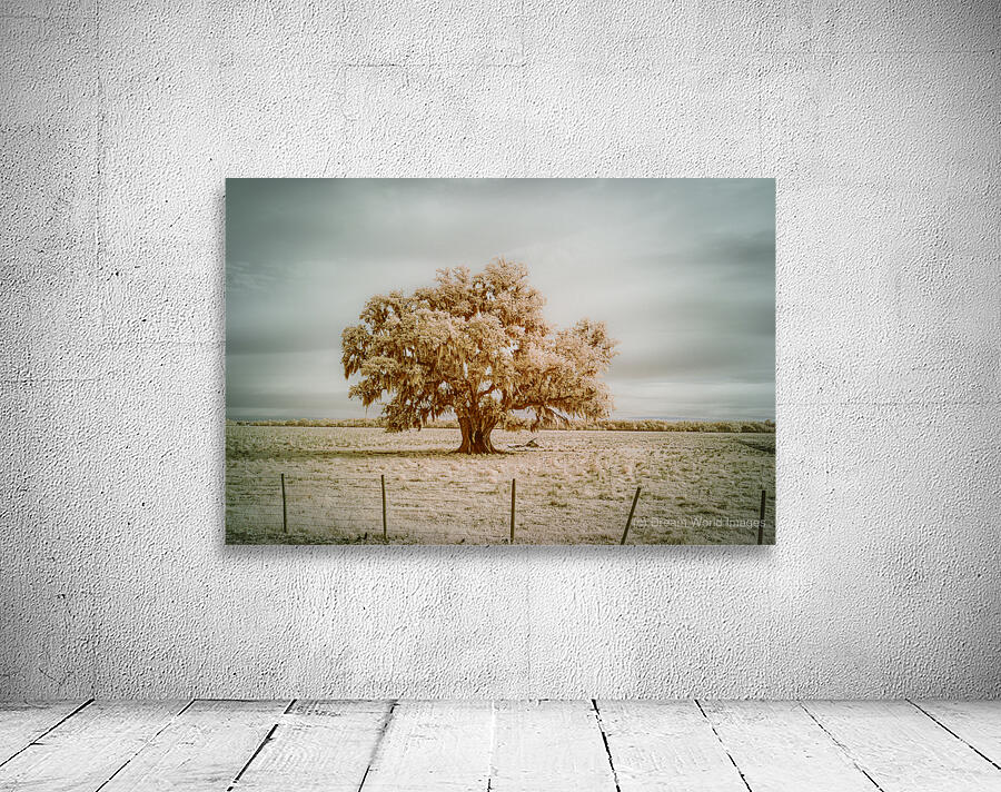 St Bernards Oak Wall Preview