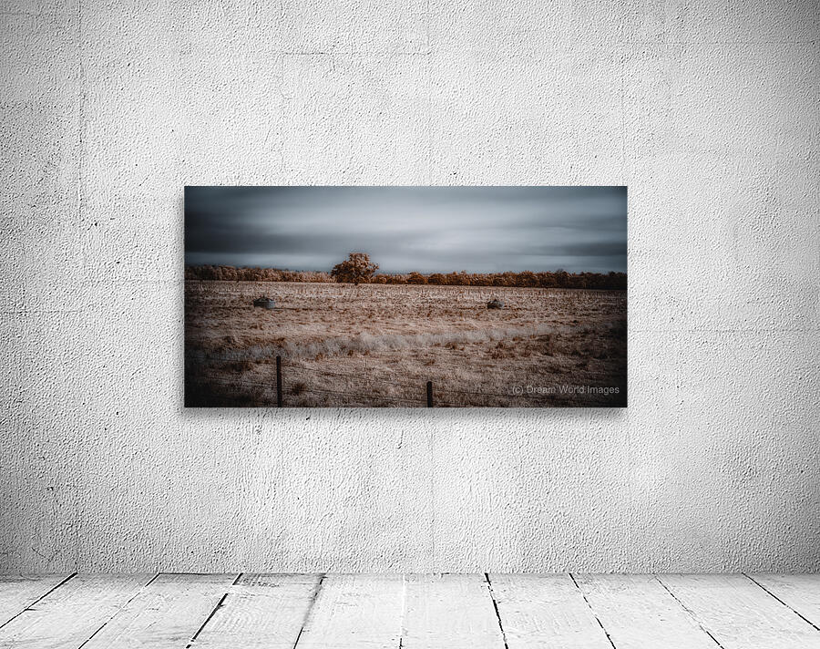 Lone Tree in Saint Bernards-3 Wall Preview