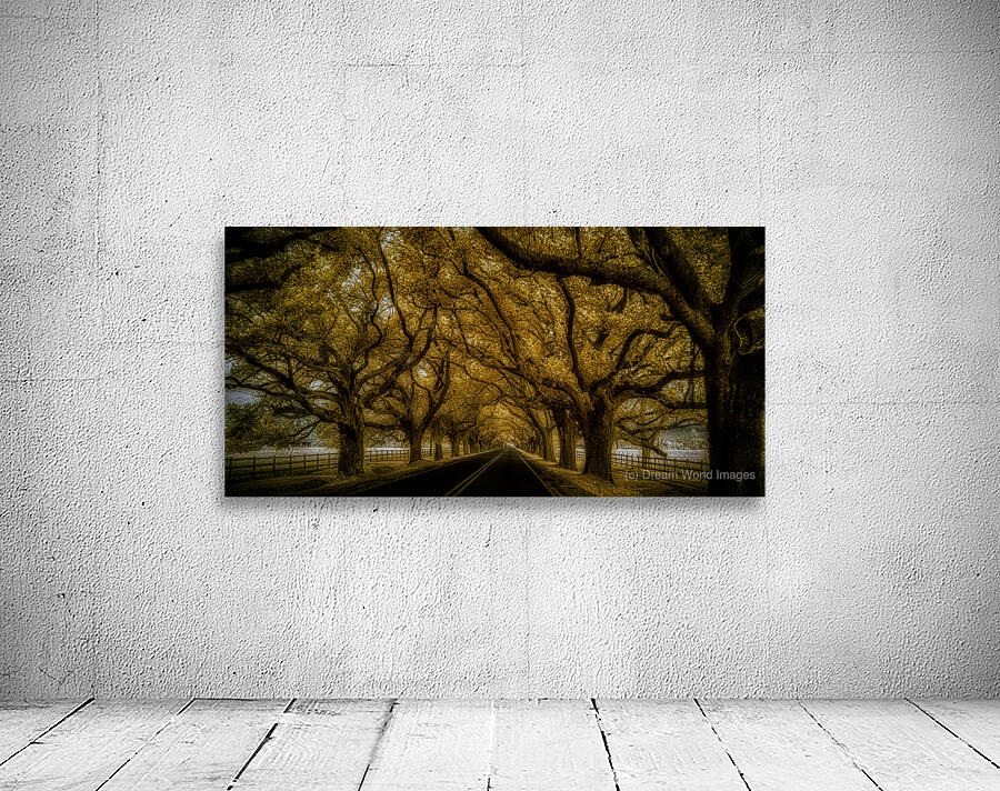 Saint Bernards Tree Road Wall Preview